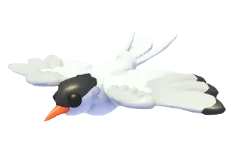 Arctic Tern