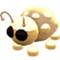 Golden Ladybug