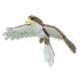 Hawk