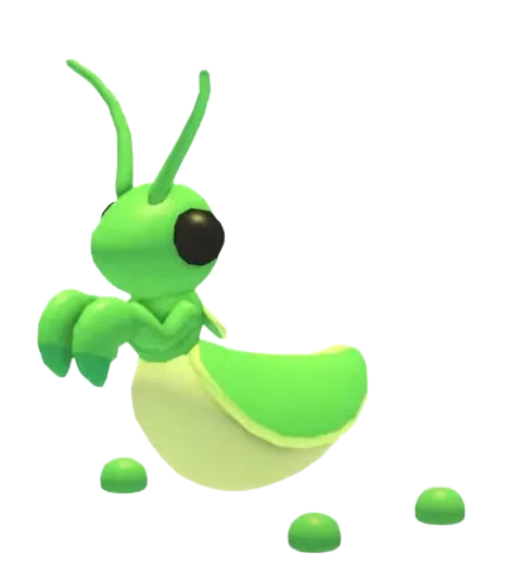 Praying Mantis Pet