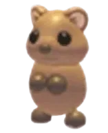 Quokka